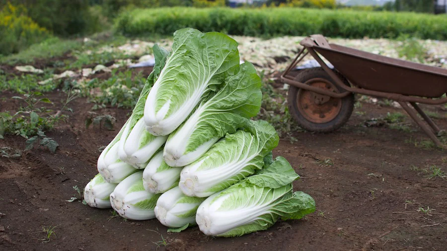 “おいしい”をまるごと！ミニ白菜をひとりでも多くの方に