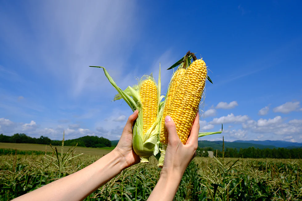 コーンの番人に密着！
「クノール®贅沢野菜®」を支える
コーンレンジャーとは？
