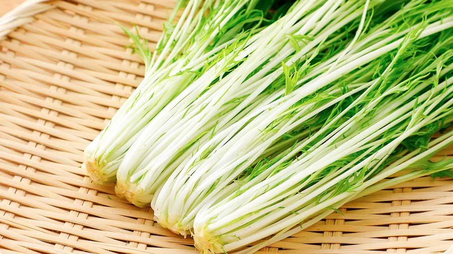 おいしい水菜の選び方