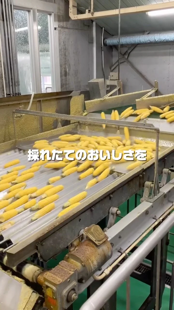 北海道で収穫体験！「クノール® 贅沢野菜®」ができるまで。自然と向き合うスープづくり