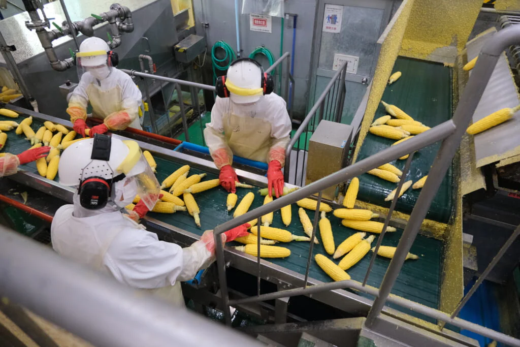 コーンは畑から工場に運ばれ、皮をむかれたのち、品質に問題がないか選別される