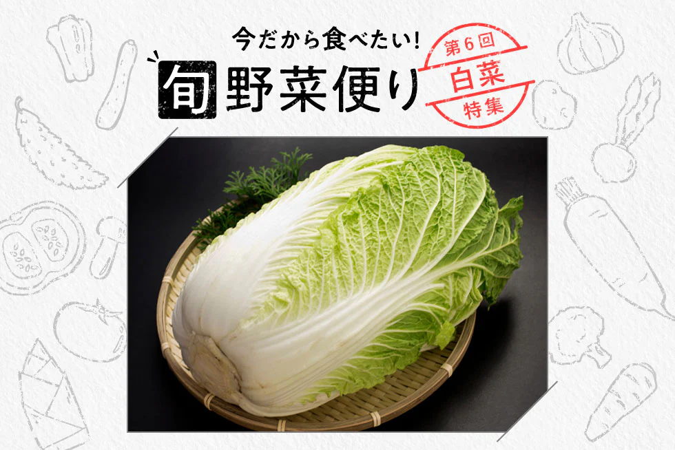 旬野菜便り♪
丸ごと味わい尽くす!
白菜使いこなし術