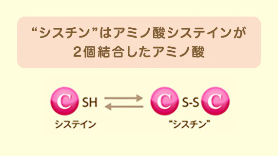 ” シスチン”はアミノ酸システインが2個結合したアミノ酸