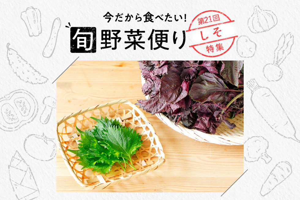 旬野菜便り♪
香り爽やか！
しその魅力＆おすすめレシピ☆