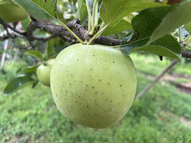 王林