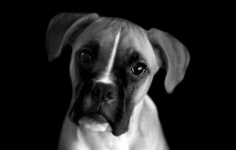 今どきのペットの葬儀事情とその問題点