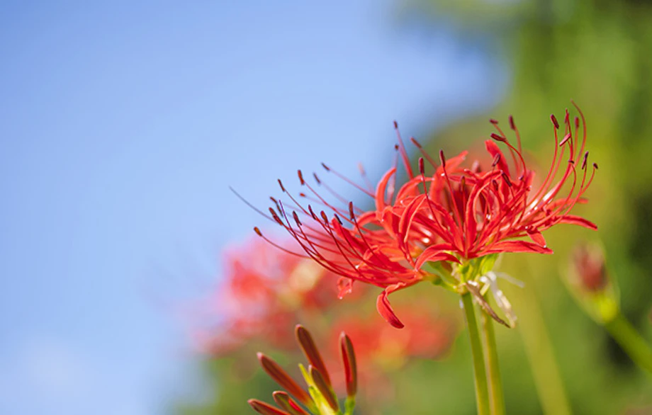 お彼岸でお墓参りをする際のマナー お供え物やお布施の目安 お彼岸でお墓参りをする際のマナー お供え物やお布施の目安