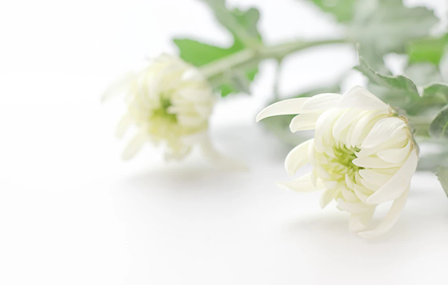 喪中と忌中の違いとは 宗教による考え方の違いや慶事の 喪中と忌中の違いとは 宗教による考え方の違いや慶事の