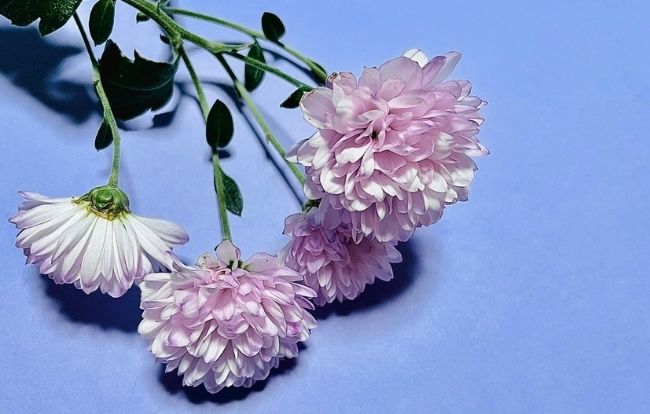 2213_28600252_m.jpg