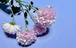 仏壇に造花をお供えしてもよい？覚えておきたい仏花のマナー