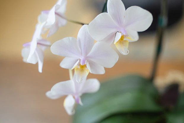 死産した赤ちゃんの火葬までの流れや服装マナーは？遺骨の供養方法を解説