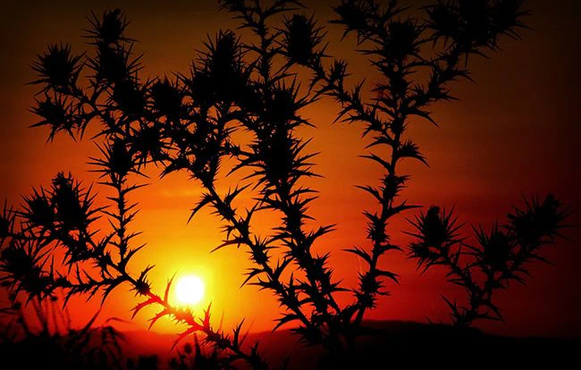 リビングウィルで望んだ最期を迎える