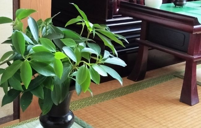 浄土宗でしきみを使う理由は?さかきとの違いや購入できる場所を 浄土宗でしきみを使う理由は?さかきとの違いや購入できる場所を