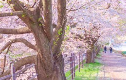桜葬とは？概要や注意点を解説！樹木葬とは何が違う？