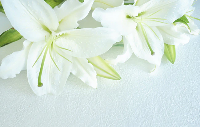 葬儀における献花で正しい花の向きは？意味や花の種類、作法もご紹介