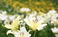 花祭壇の花の種類や定番のお花をご紹介！ 選び方についても解説