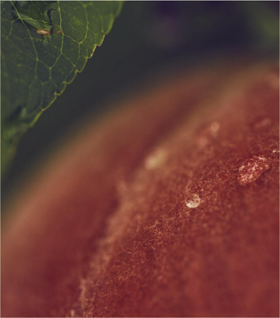 Fruits of
Peach