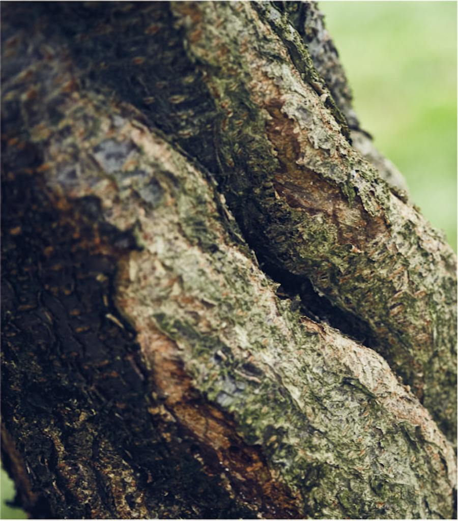 Tree of
Peach