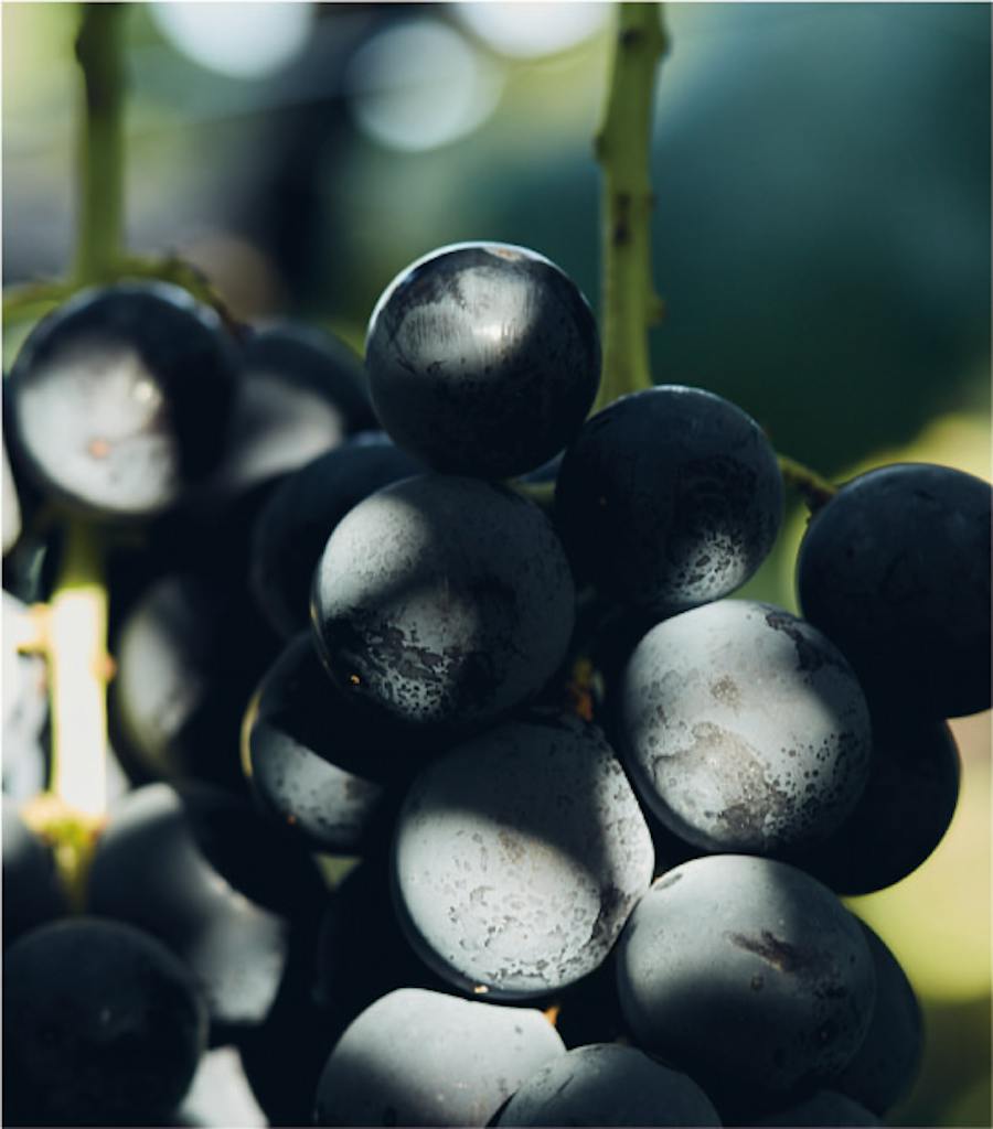 Japan's finest
Ripe fruits