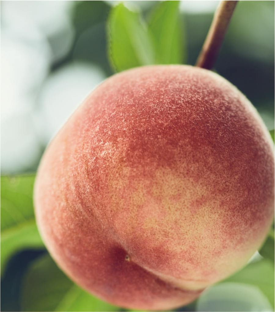 Japan's finest
Ripe fruits