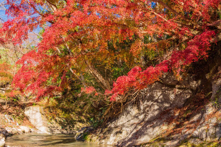 富津市、もみじロード
