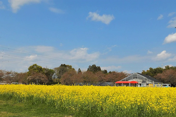 菜の花畑の写真