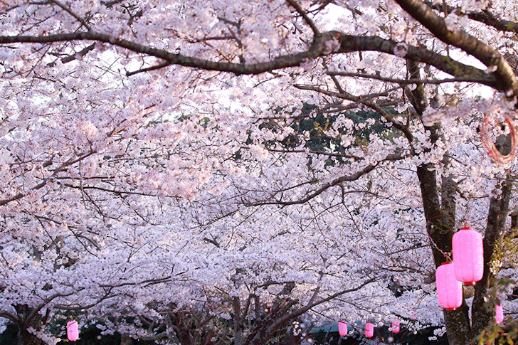太田山公園の桜の写真