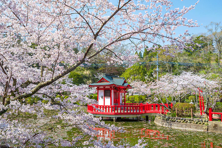 茂原公園の桜の写真