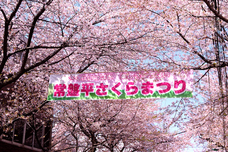 桜まつりの写真