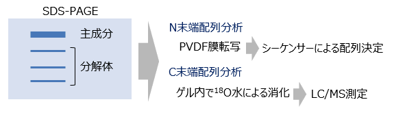 タンパク質の分解物・切断体のN末端及びC末端の配列決定