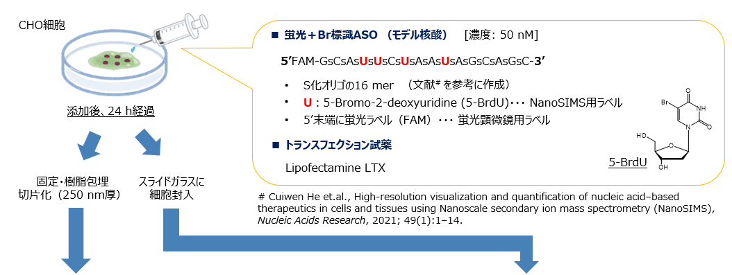 超高分解能質量顕微鏡を用いた核酸医薬品の細胞内分布の可視化