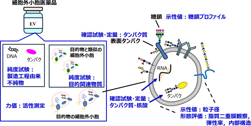 構造医学解析 I Amazon.co.jp: 構造医学解析 (1) : 吉田勧持: 本