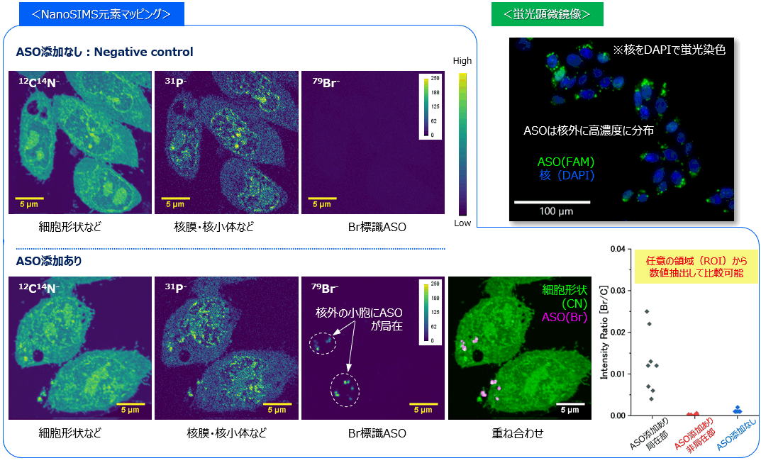 超高分解能質量顕微鏡を用いた核酸医薬品の細胞内分布の可視化