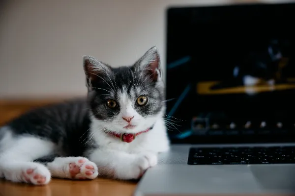 今すぐ始めよう！SNS入門の基本テクニック