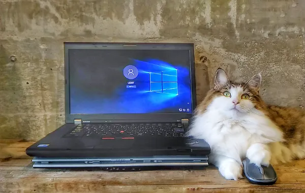 コンテンツマーケティングで成果を出す5つのステップ：インハウス内製化で成功を掴む