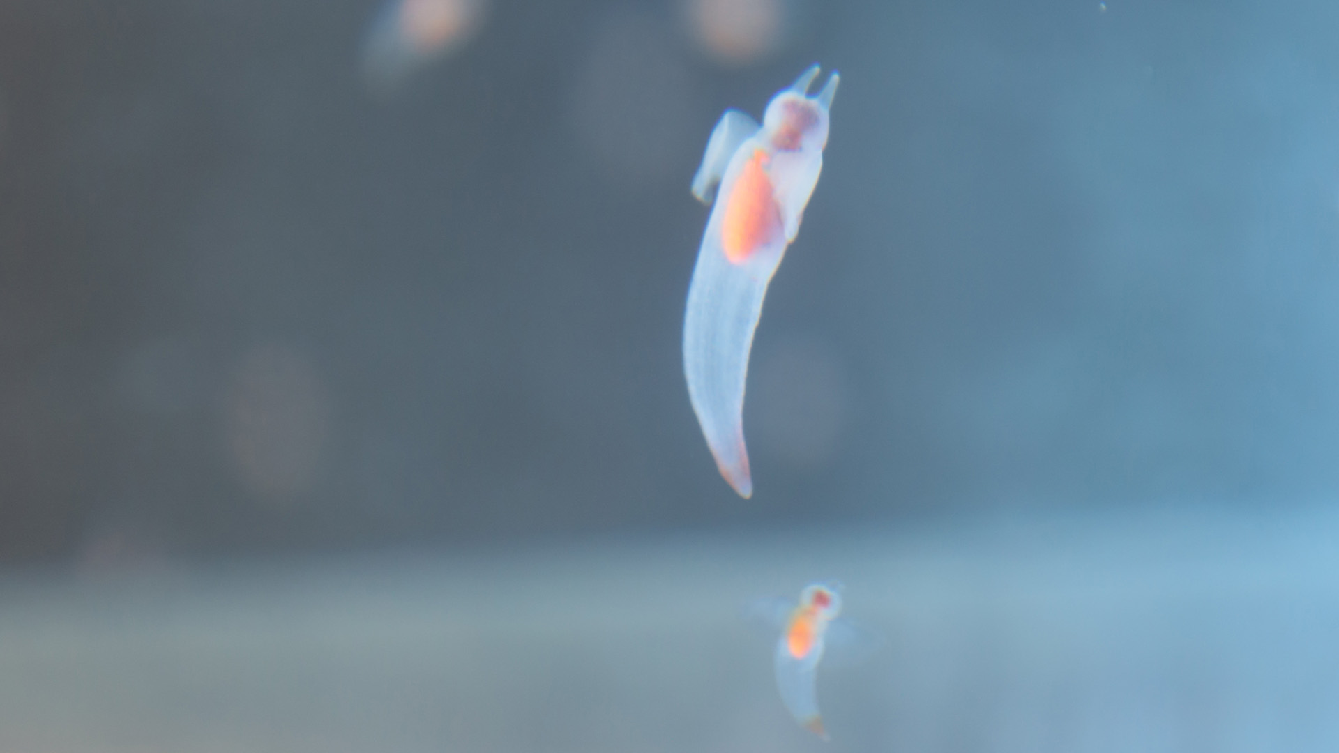 透明な海洋生物はなぜ透明なのか？のサムネイル画像