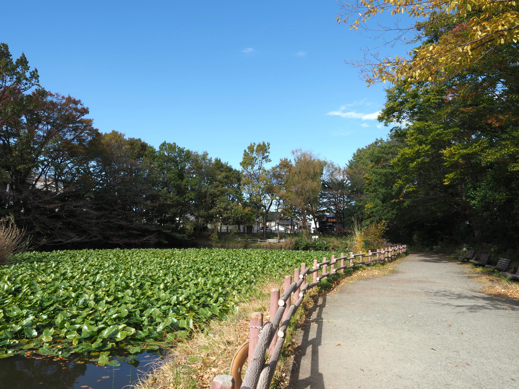 菊名池公園