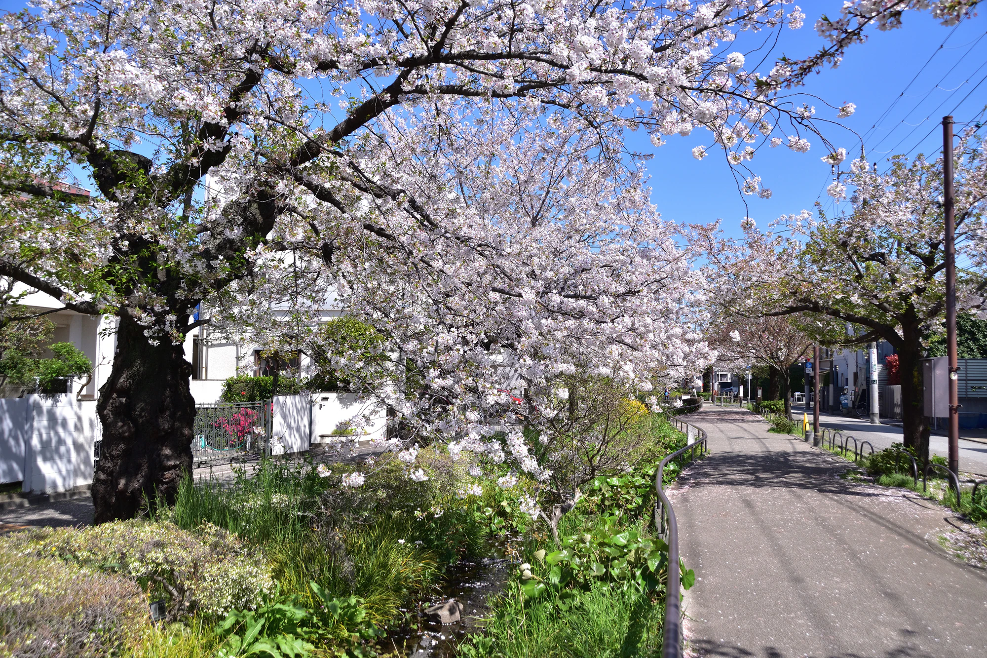 世田谷代沢・北沢川緑道中下橋の桜