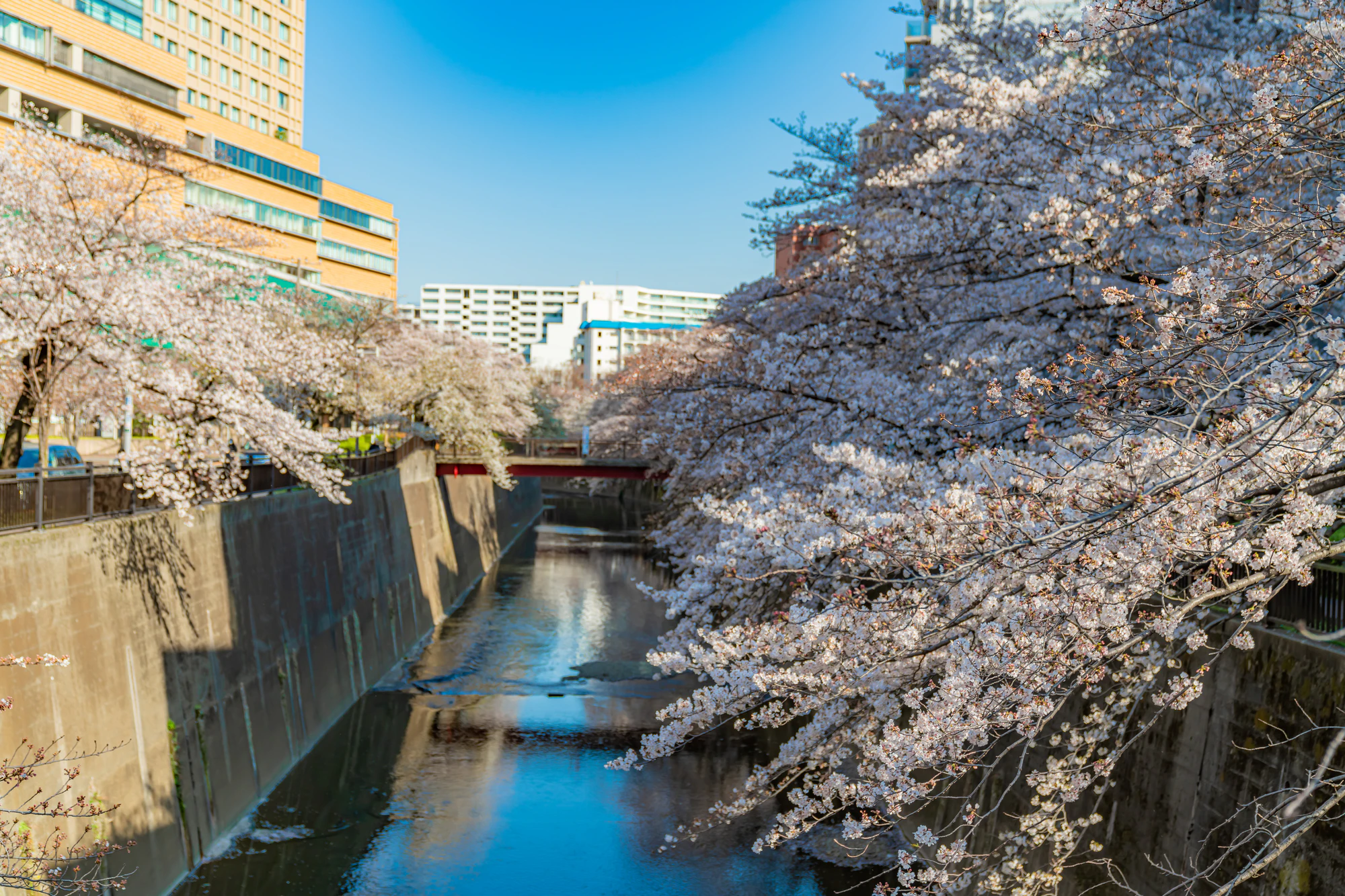日本の春 東京都板橋区 石神井川緑道沿いの桜並木