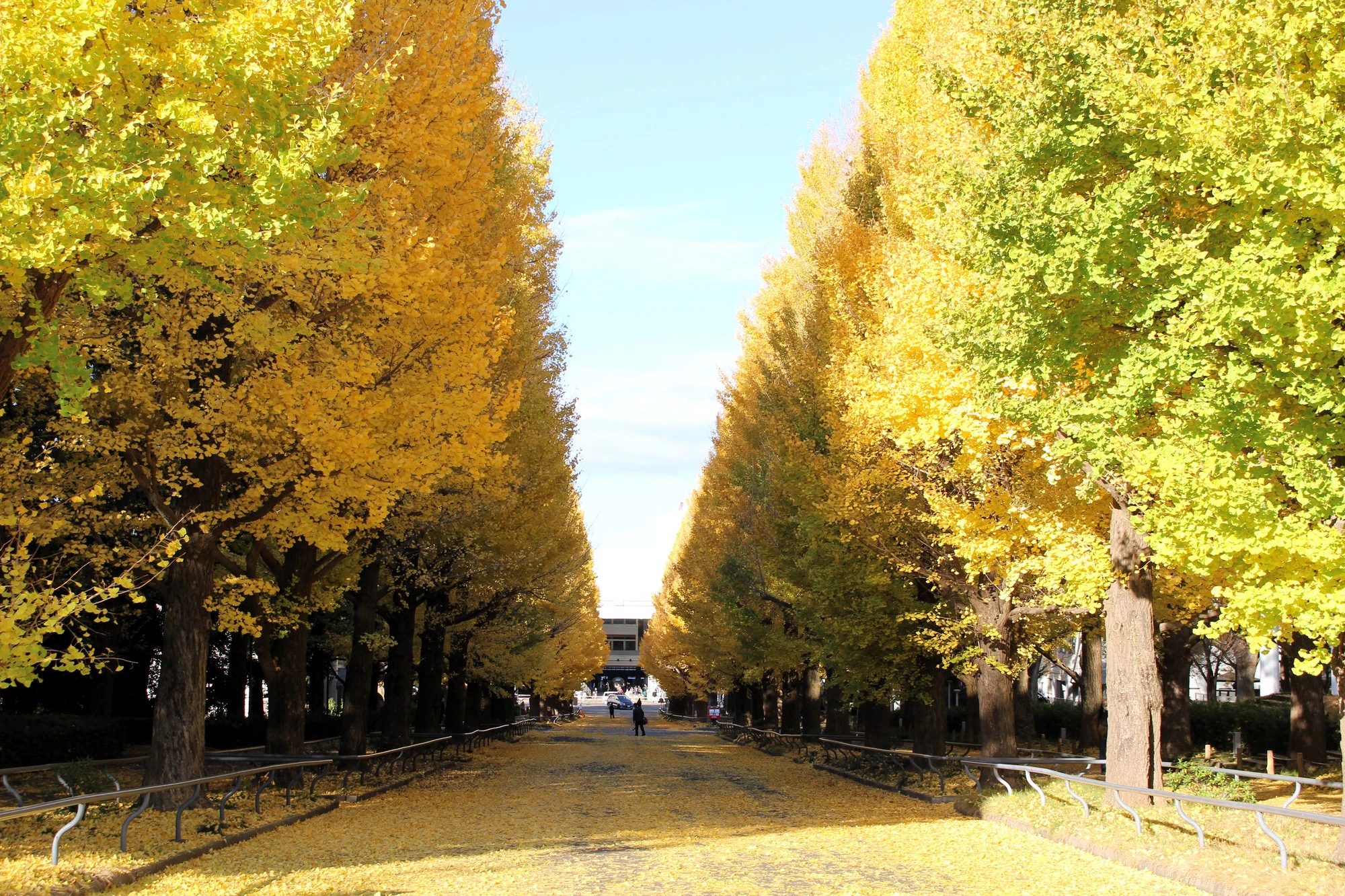 黄葉のイチョウ並木 横浜市 日吉キャンパス 神奈川県