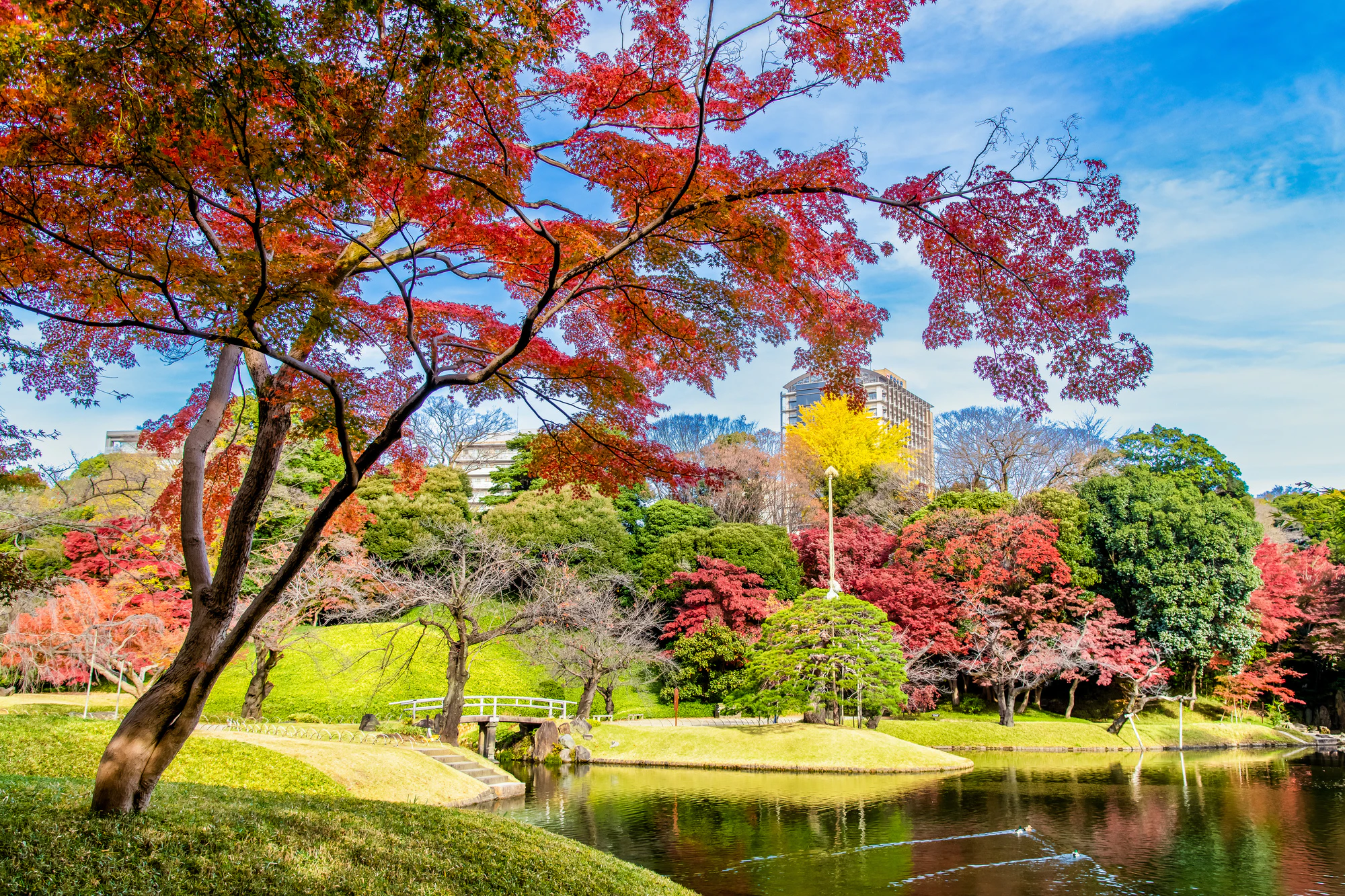 東京都 紅葉の小石川後楽園　～大泉水～