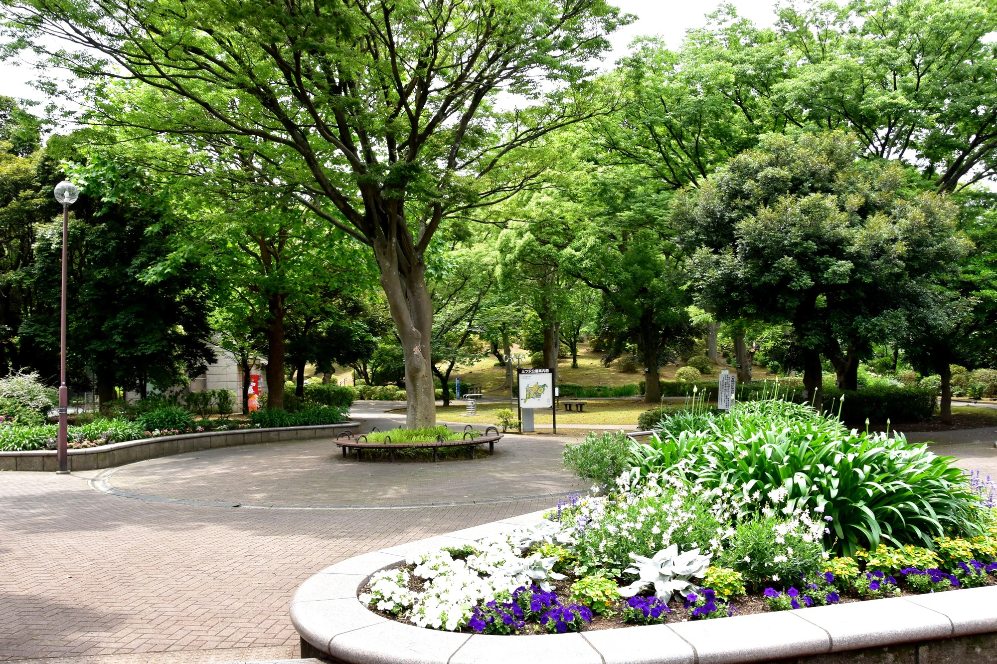 横浜市神奈川区 三ツ沢公園桜山付近の新緑と花壇