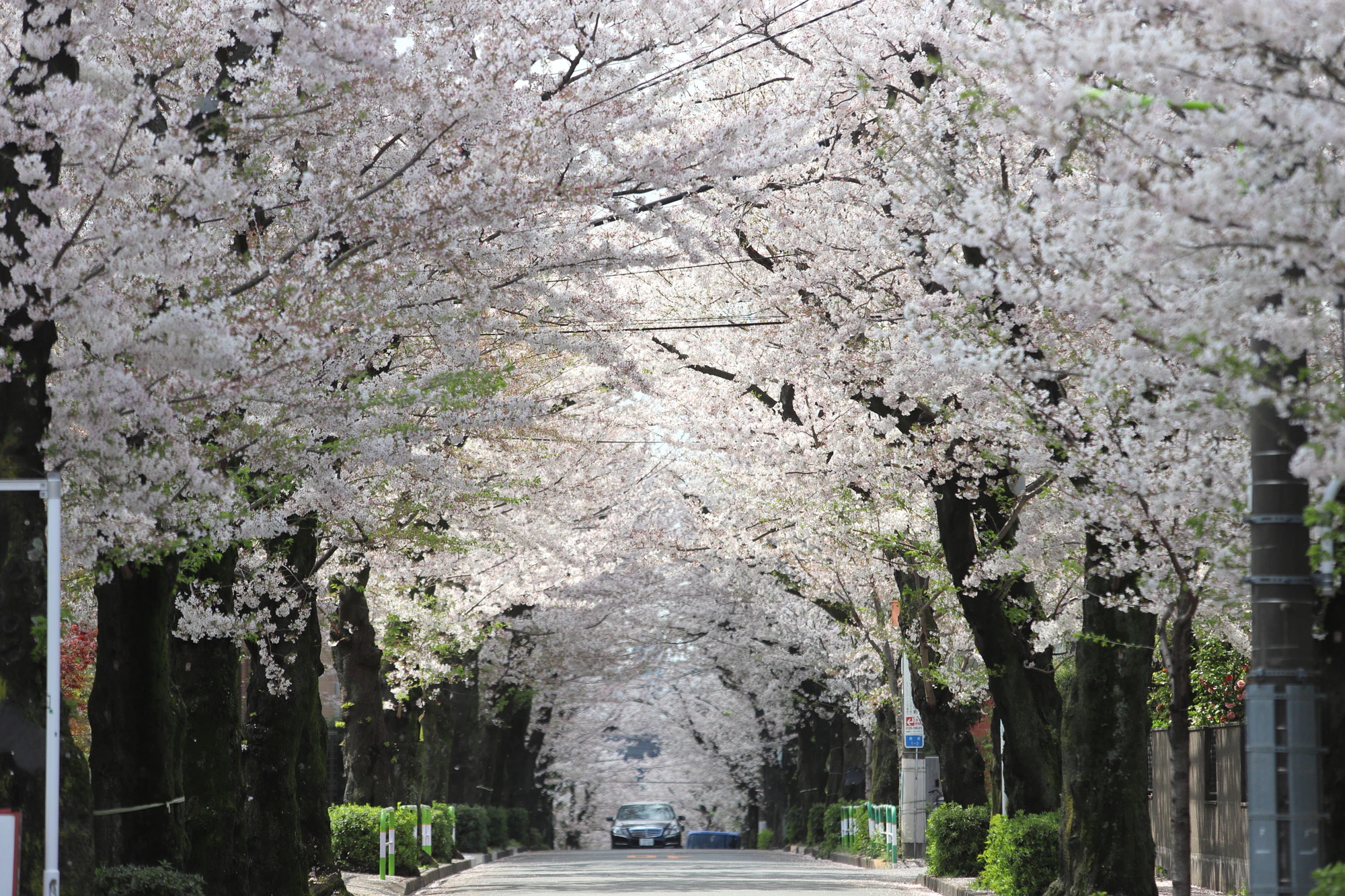 深沢の桜