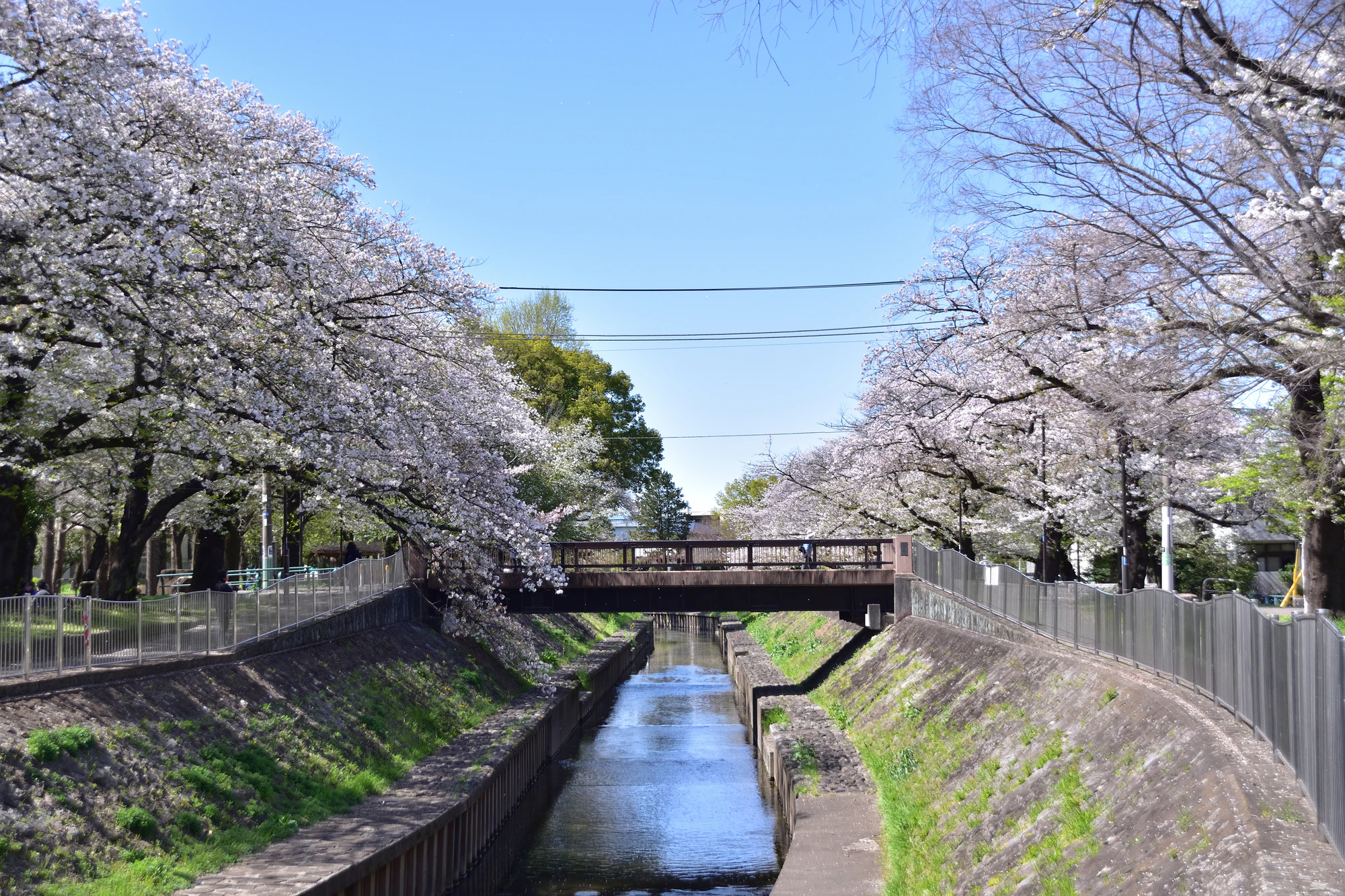 善福寺の住みやすさは？静かな住宅街と自然が魅力の街を解説！