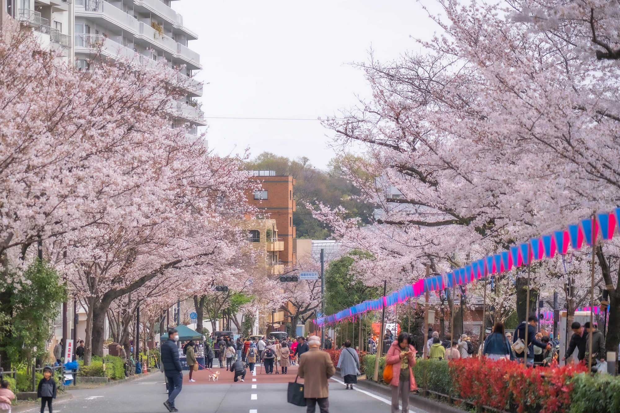 文京さくらまつり【東京都文京区小石川】