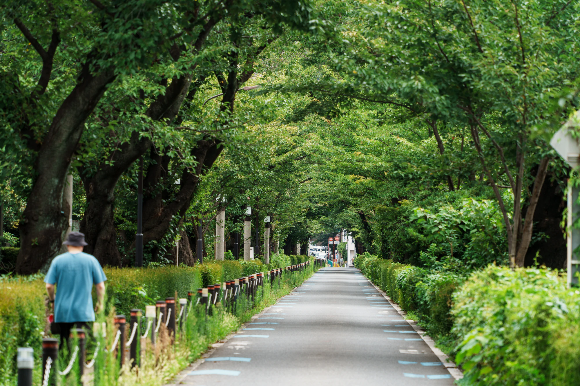 青山霊園の並木道