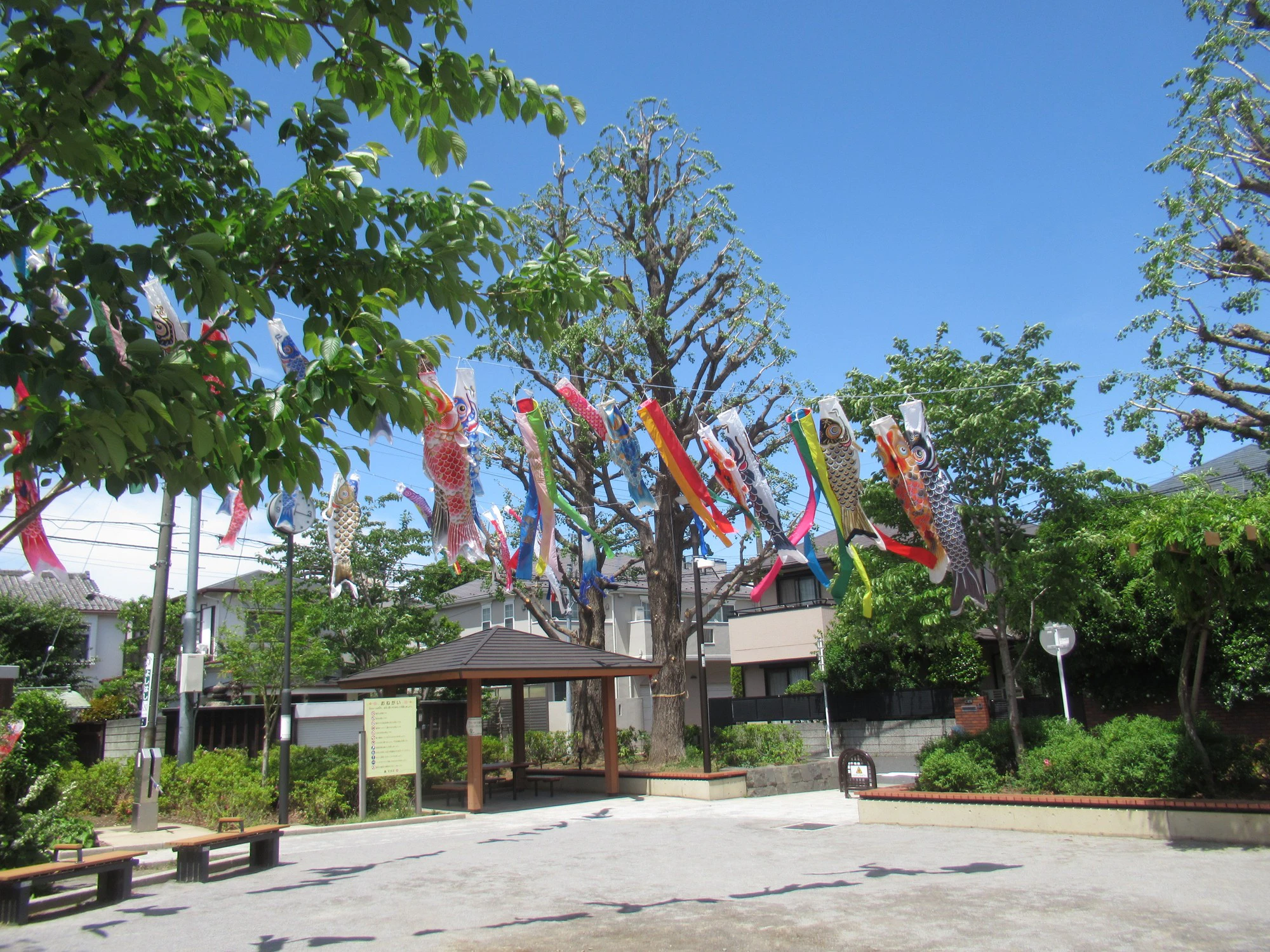 西片公園、こいのぼり
