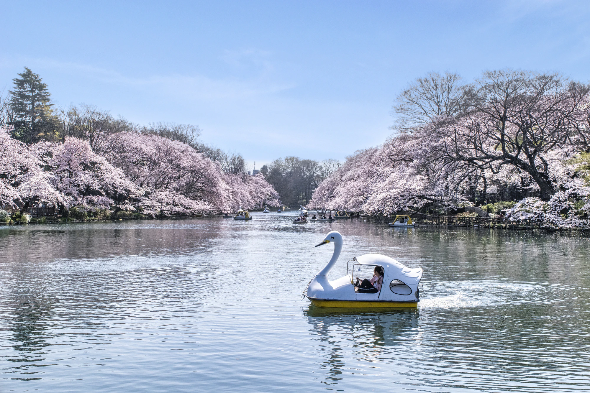 の頭公園　井の頭池　満開の桜