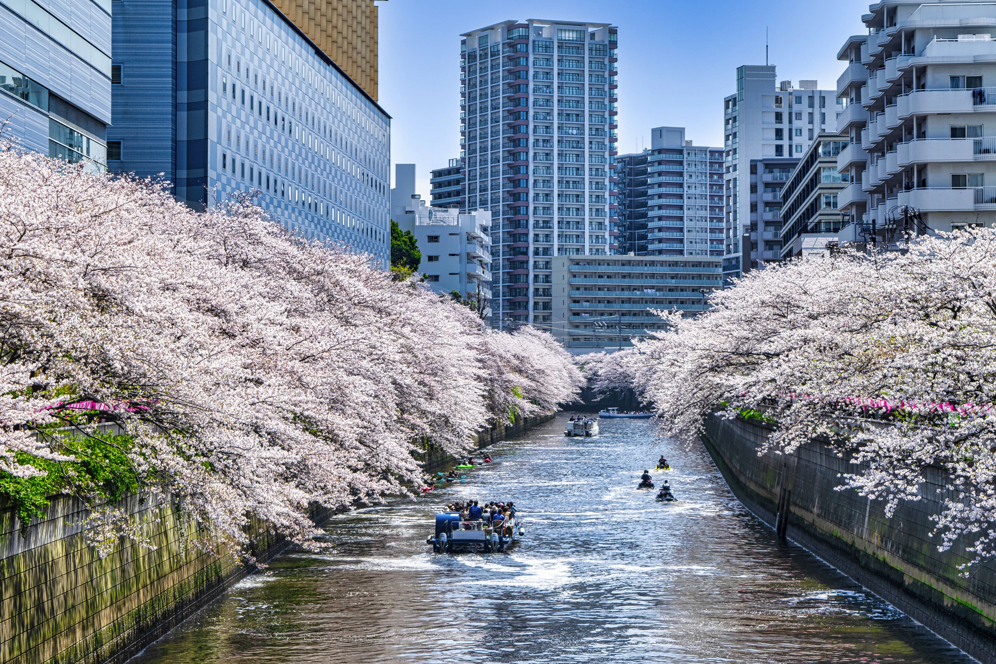 目黒川　満開の桜