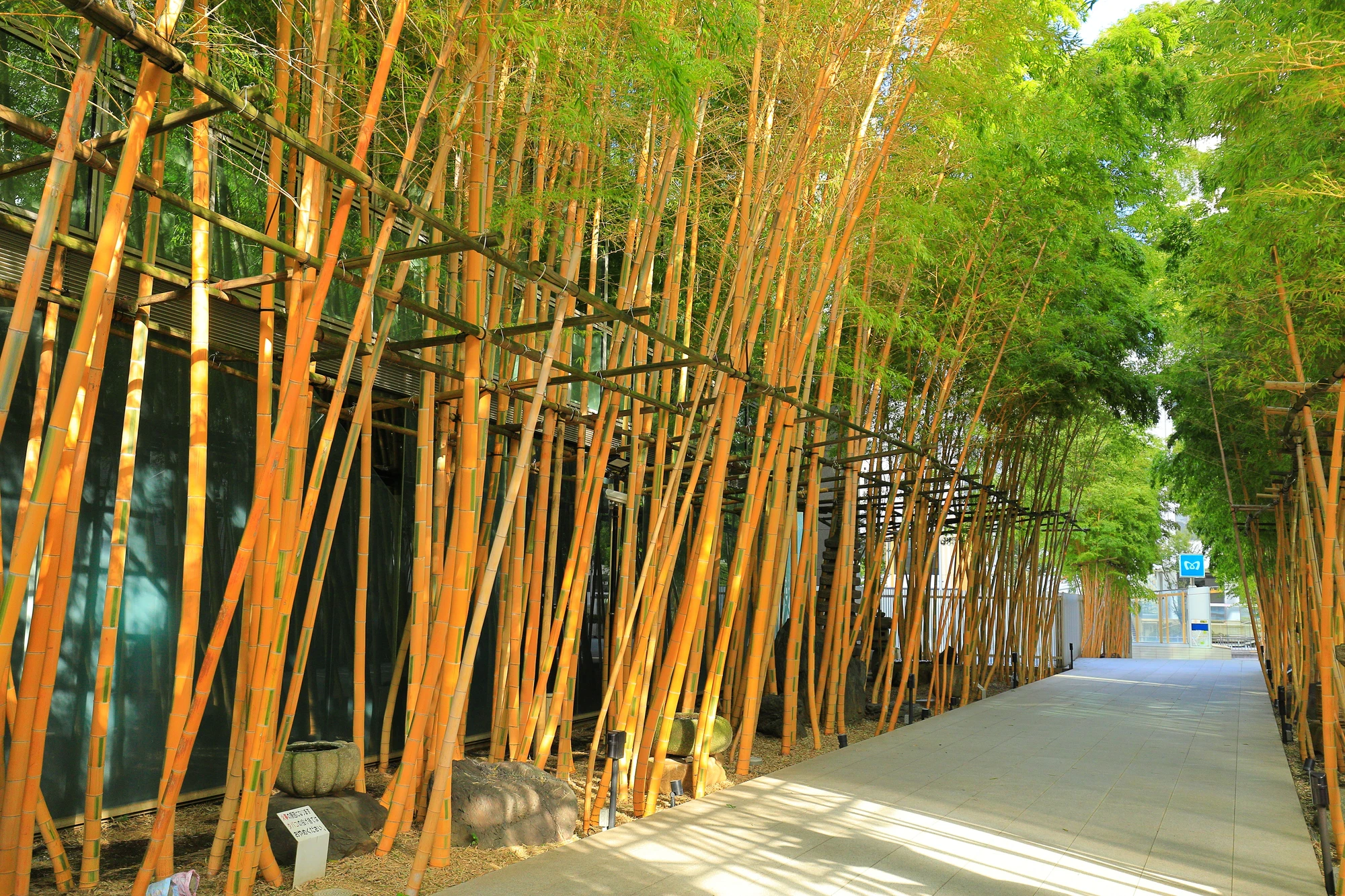 南青山梅窓院